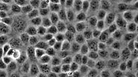 Cells Moving back and forth in an electric field