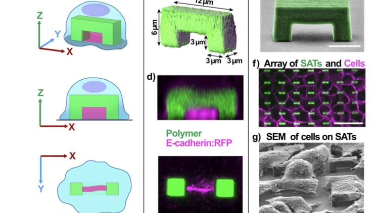 Cell-mimetic material